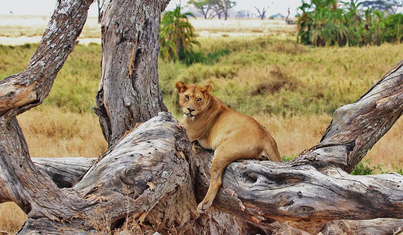 12 Days The Grand Safari