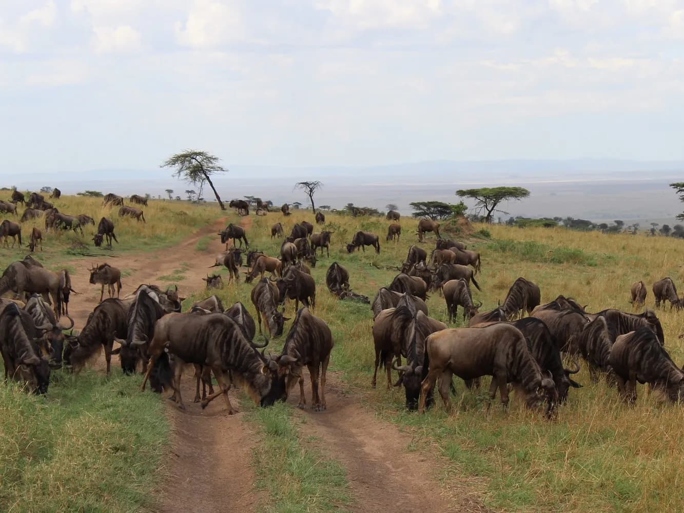 7 Days Great Migration — Southern Edition