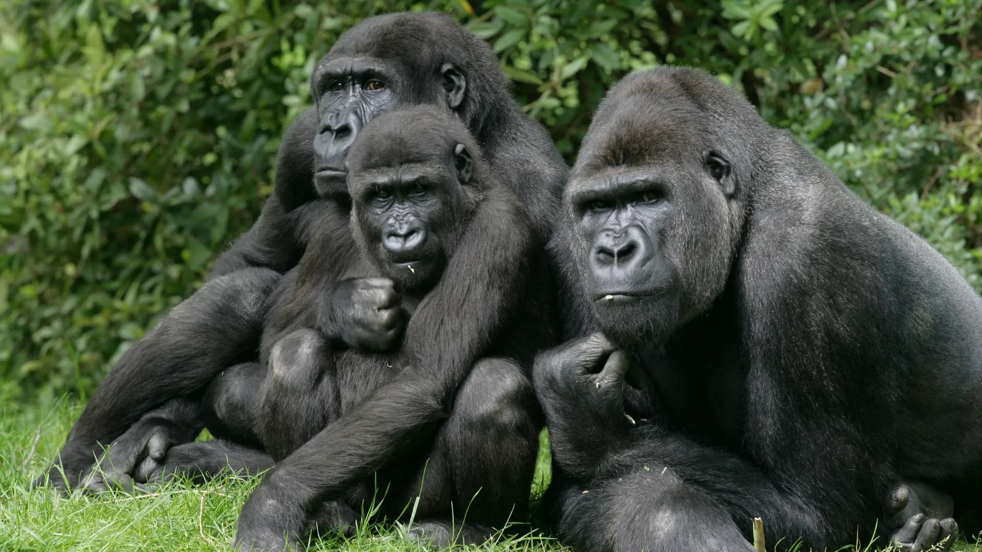 Virunga-Nationalpark