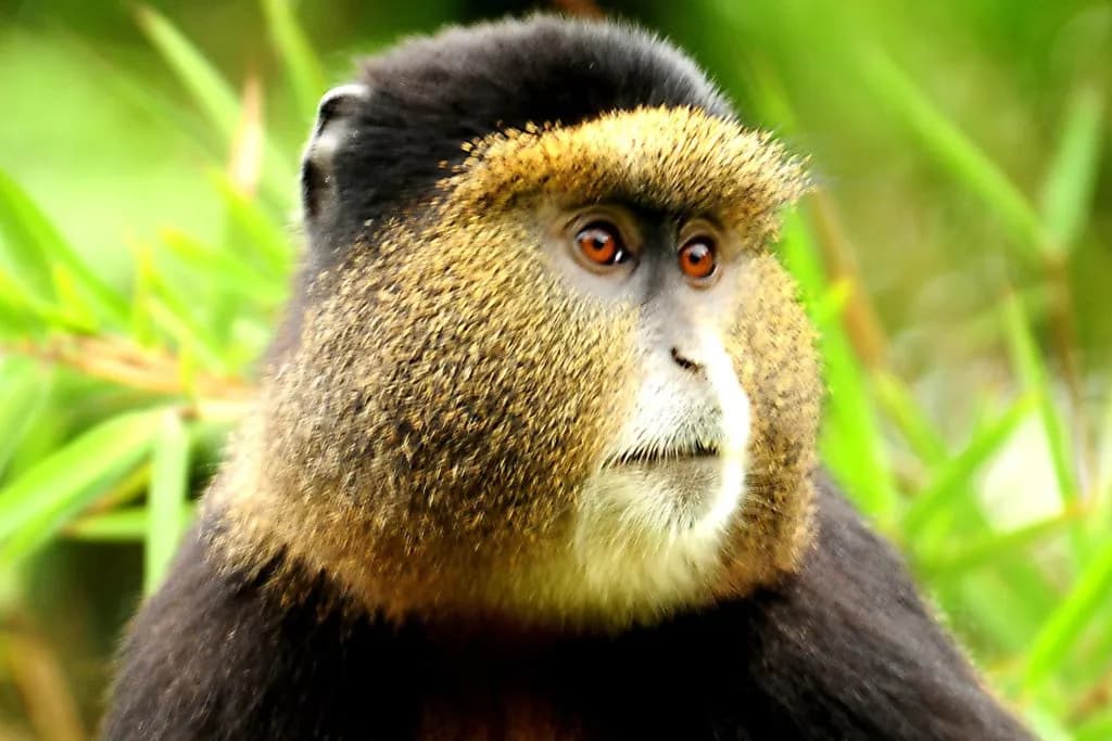12 Days Rwanda Primates Experience