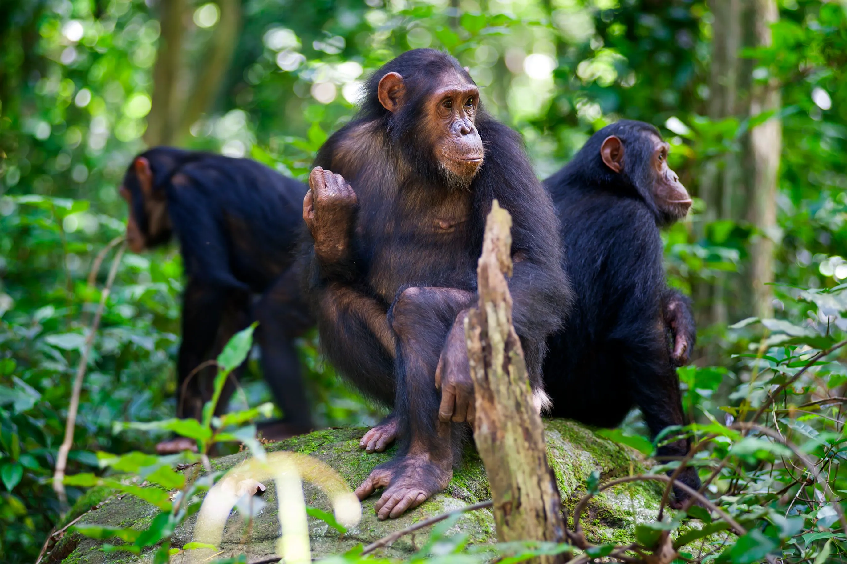 Gombe Stream National Park