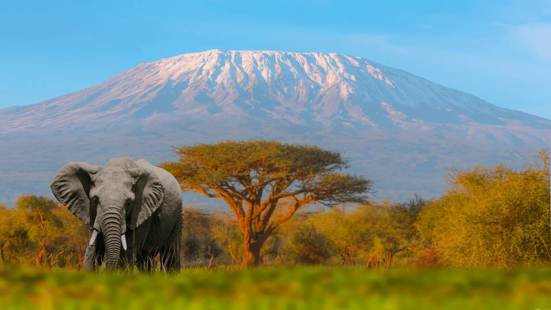 Kilimanjaro summit at dawn