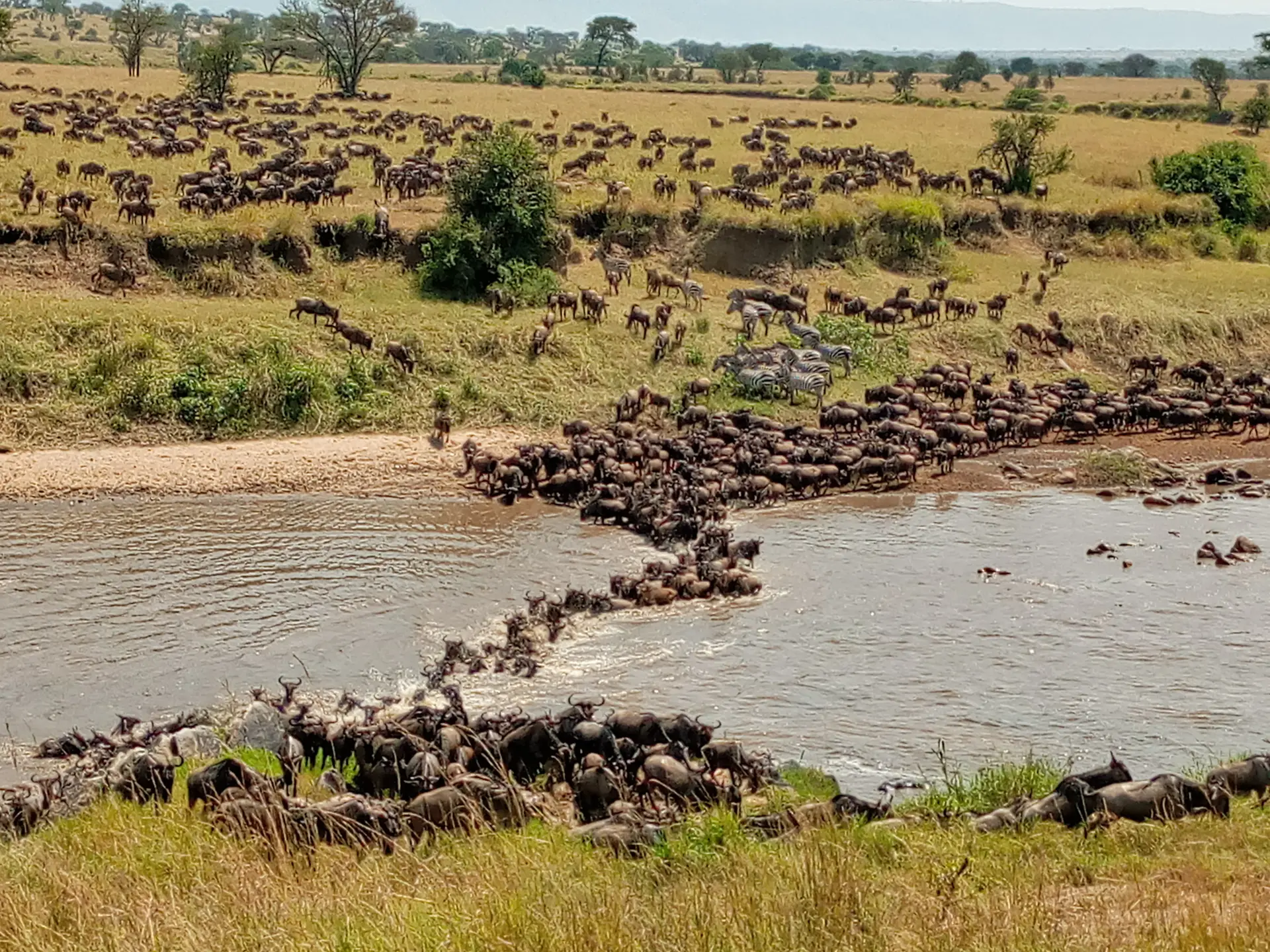 Gnous traversant la rivière Mara