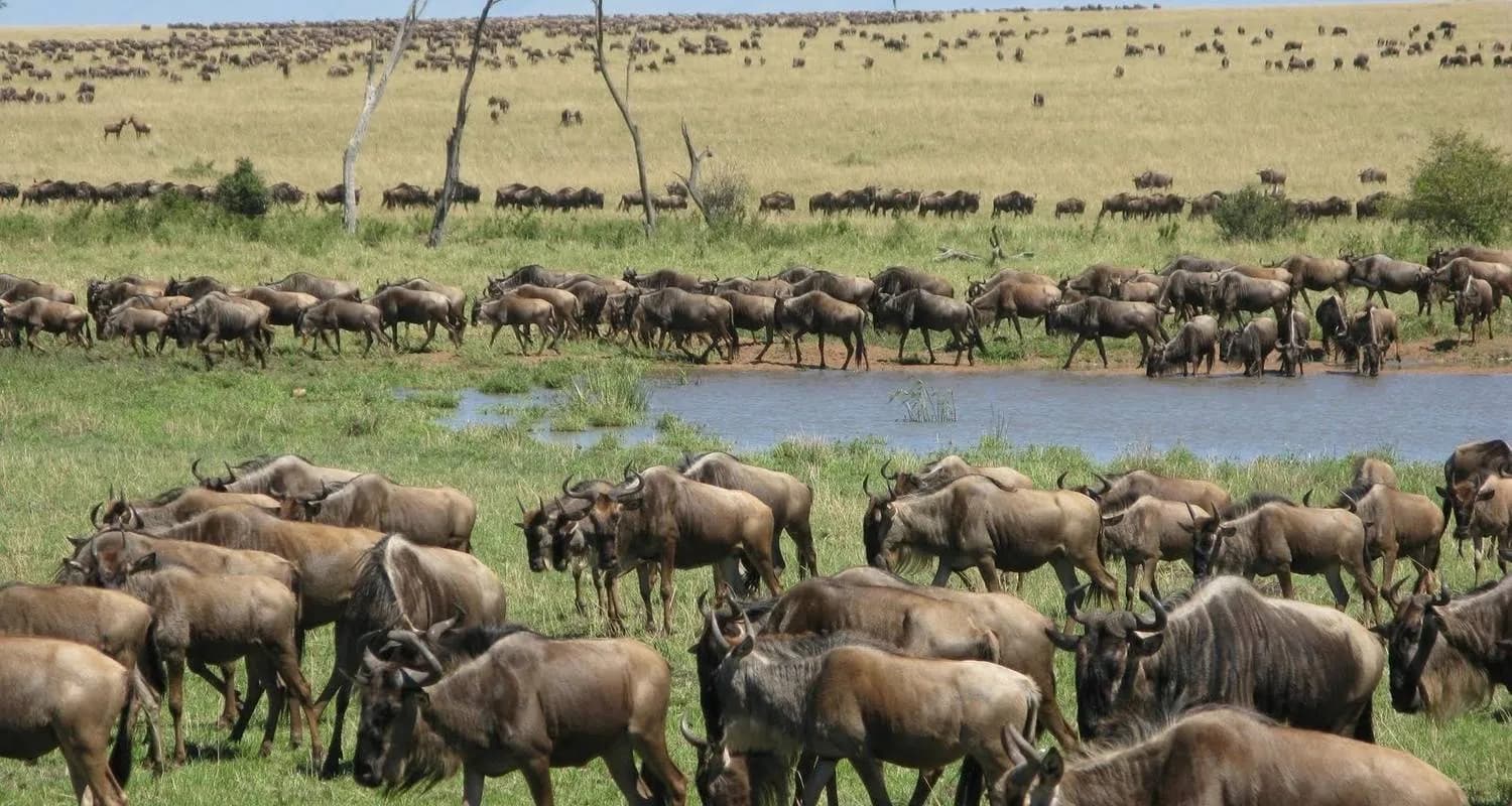 7 Days Flight Over Ndutu Migration