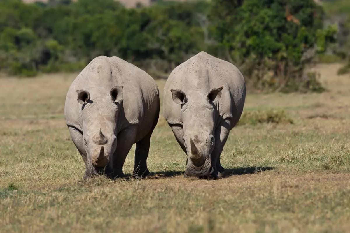 Ol Pejeta Conservancy