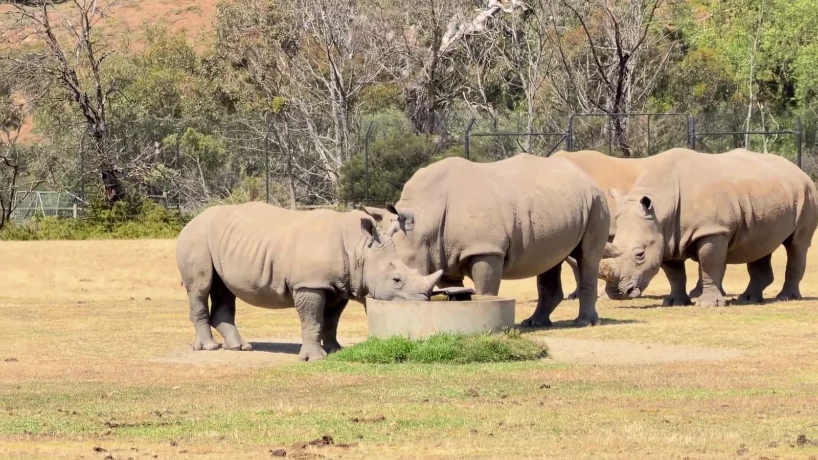 Rhinos gathered at a watering hole in the Tanzanian wilderness