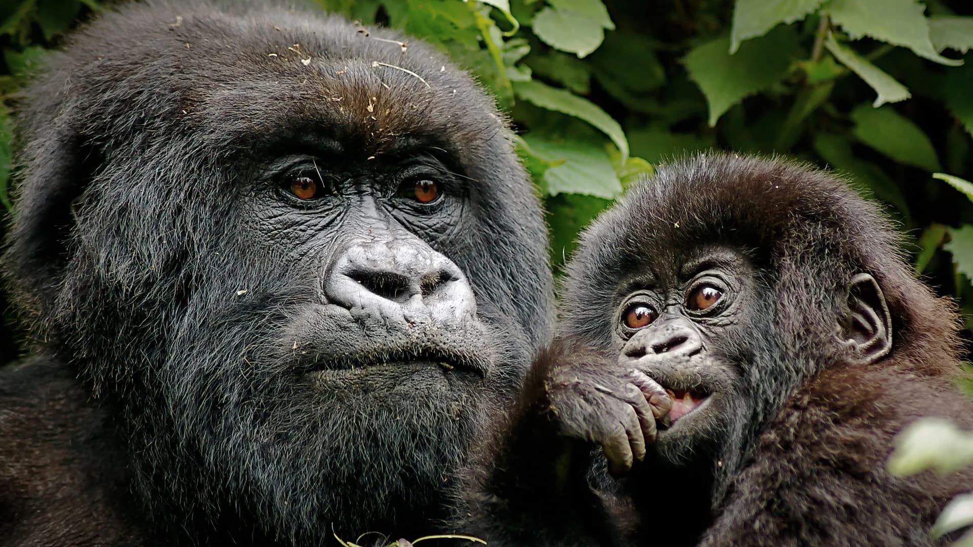 11 Days Rwanda Tanzania Safari
