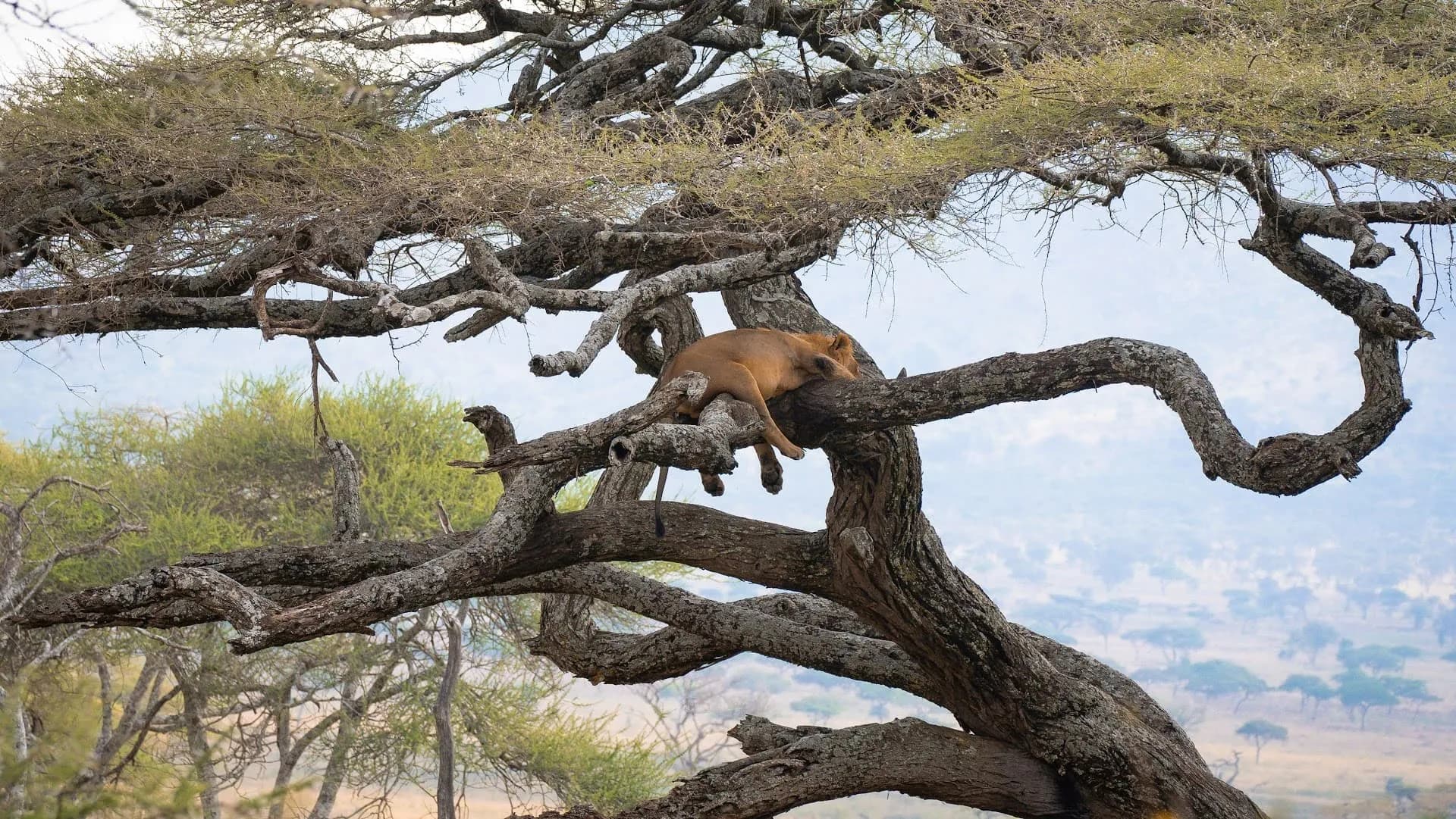 7 Tage Serengeti & Ngorongoro