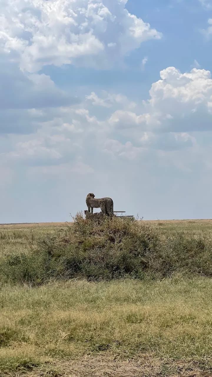 East Africa safari landscape at golden hour