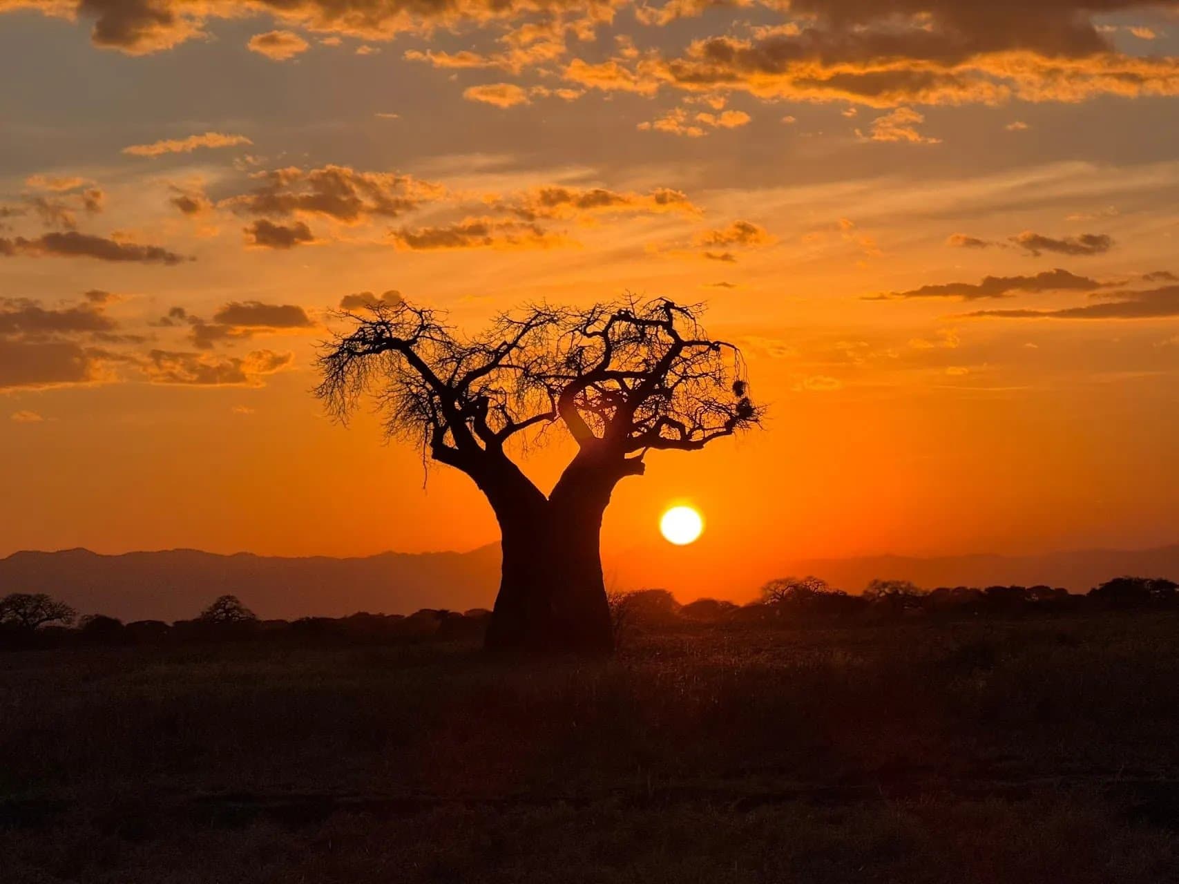 5 Days Serengeti Fly-In Safari