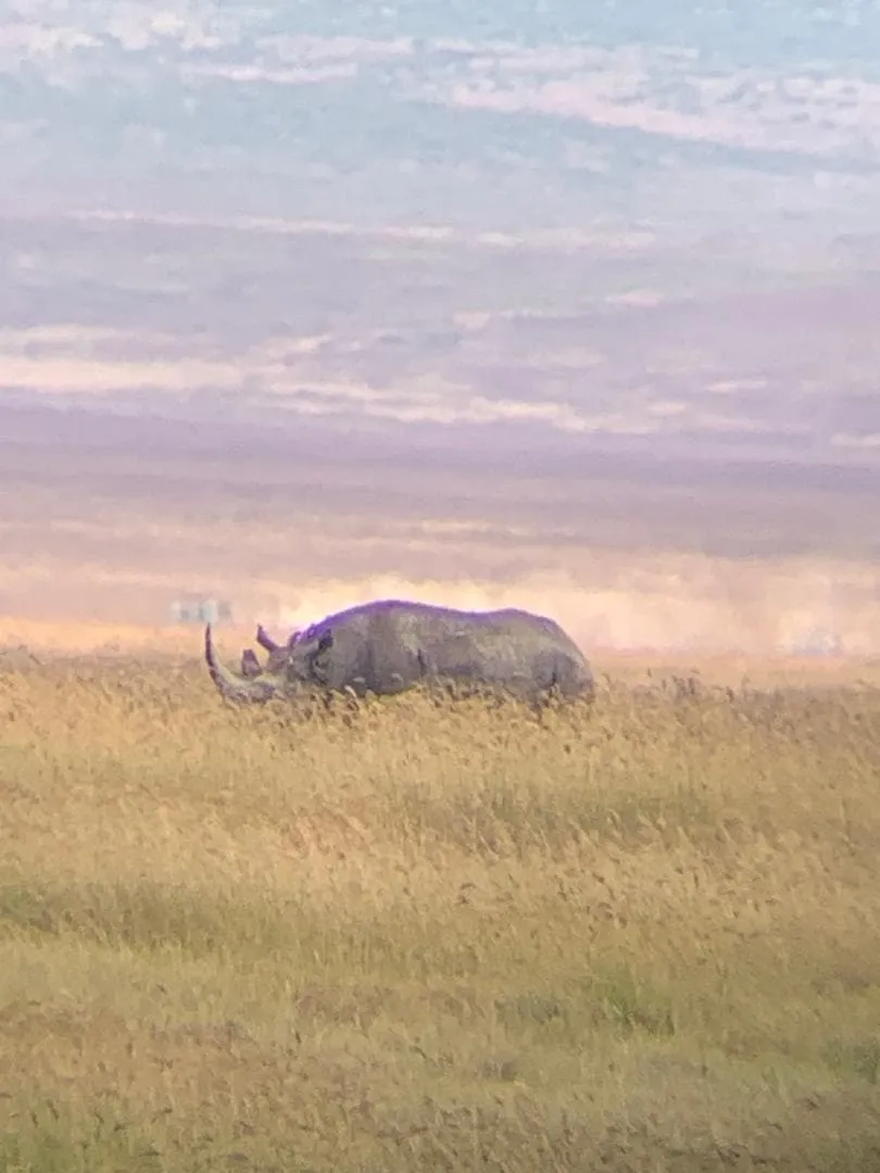 VÃ©hicule safari Ã©quipÃ© pour un game drive Ã  l'heure dorÃ©e en Tanzanie