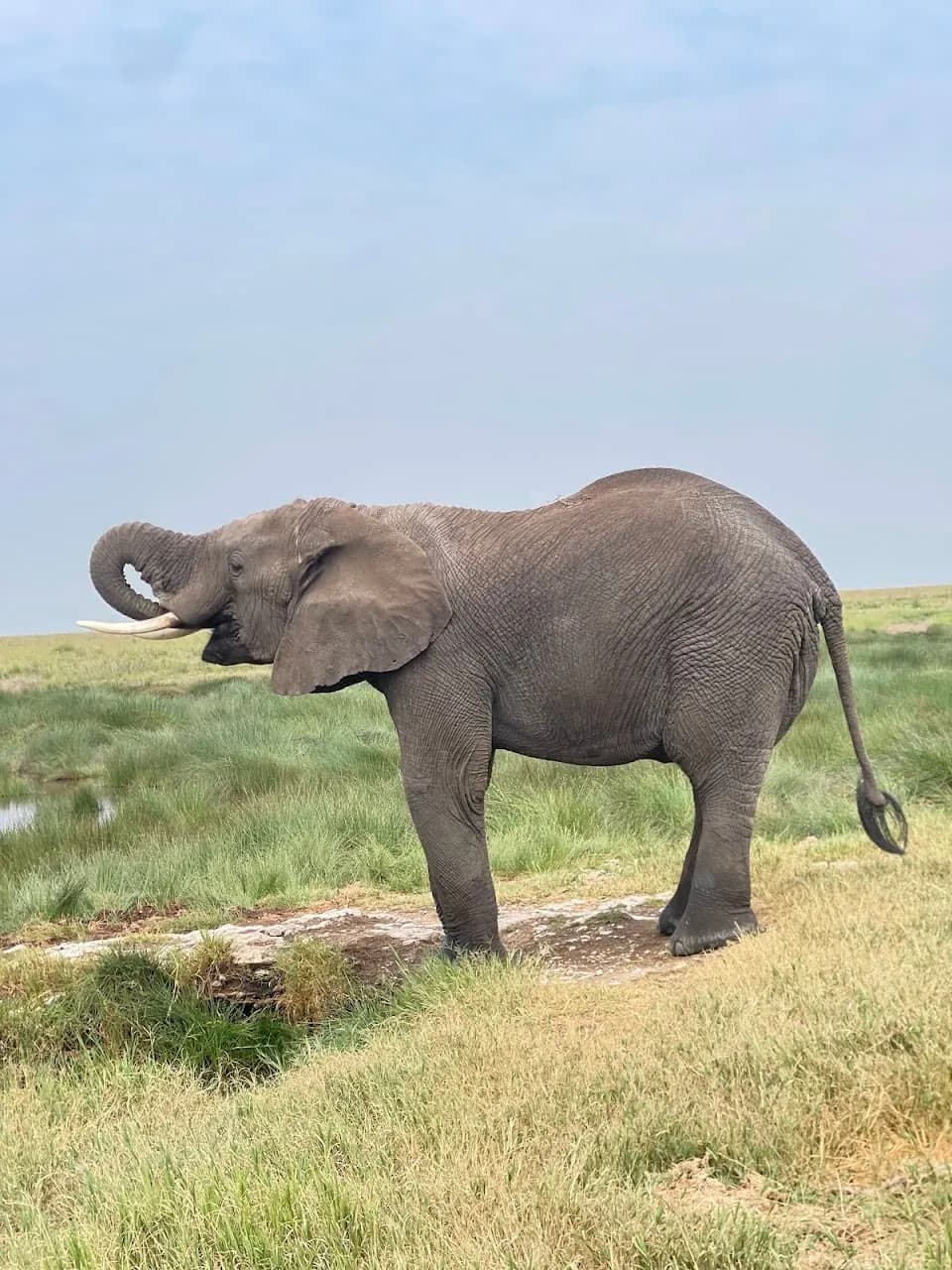 Famille observant des Ã©lÃ©phants depuis un vÃ©hicule safari en Tanzanie