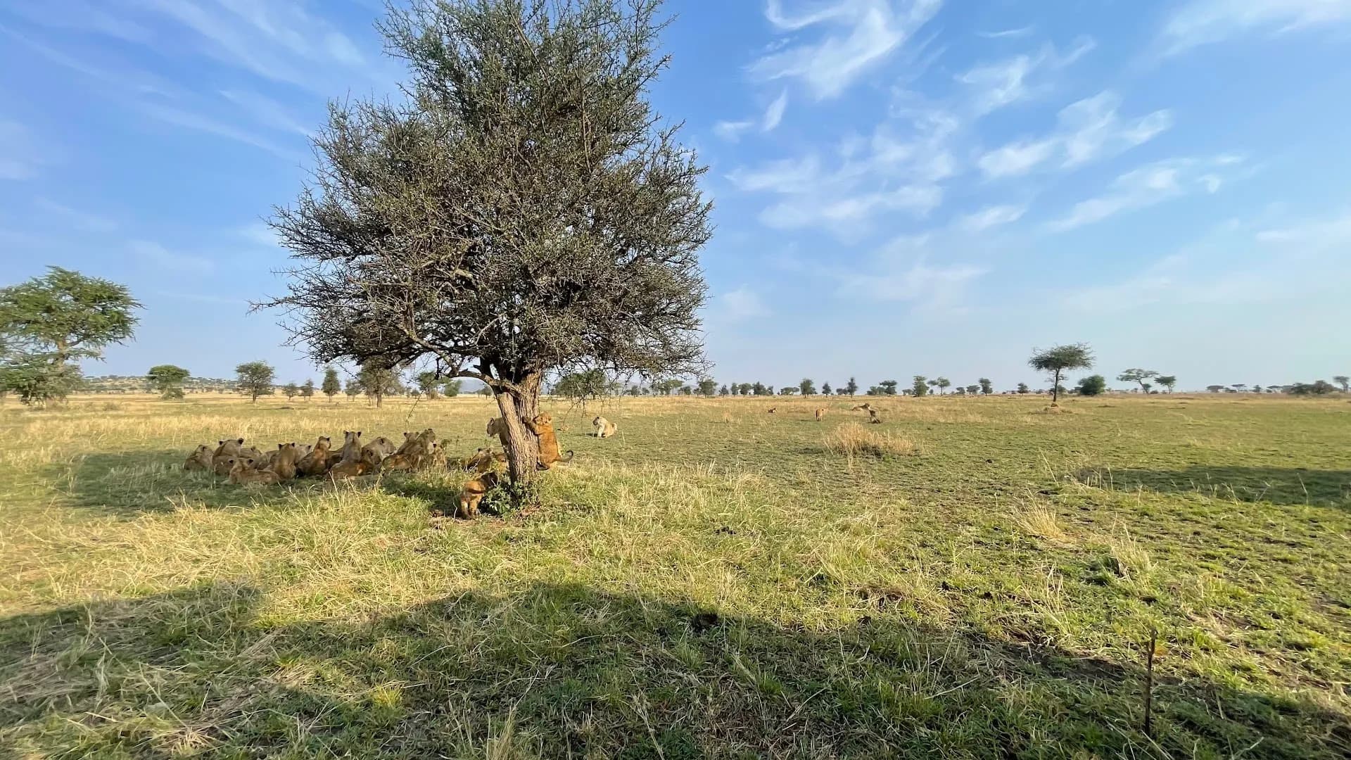 East Africa safari landscape