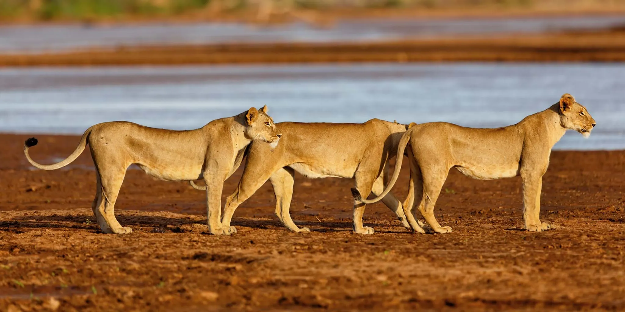 Samburu National Reserve