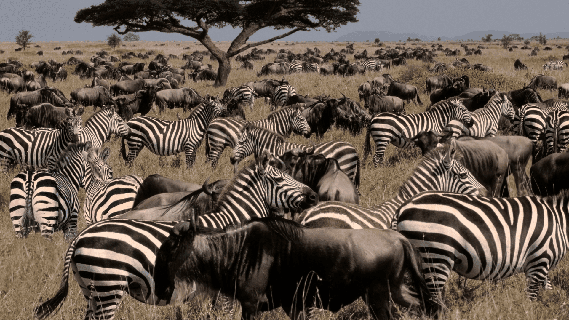 Vastes plaines ouvertes du Serengeti sous un ciel dramatique