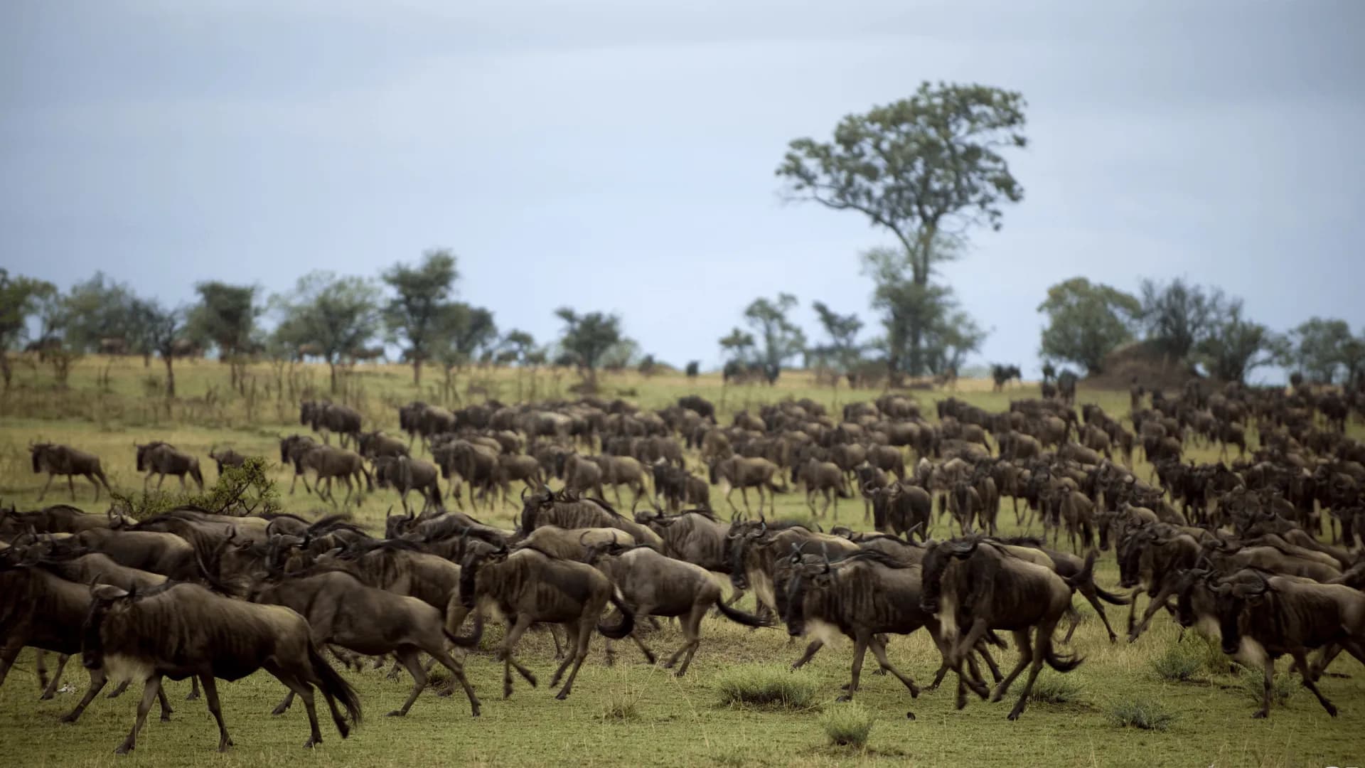 Plaines dorÃ©es du Serengeti au coucher du soleil avec des acacias