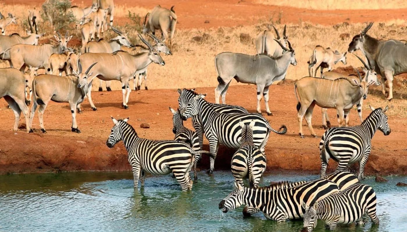 Tsavo East and West National Parks