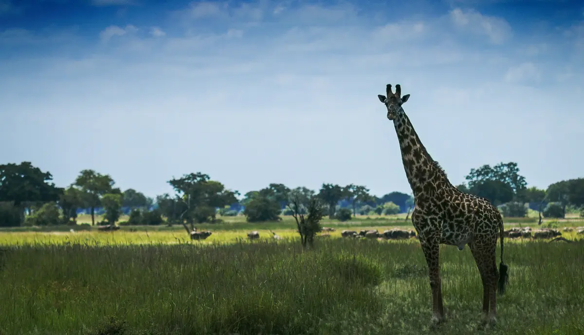 Mikumi Wildlife Lodge