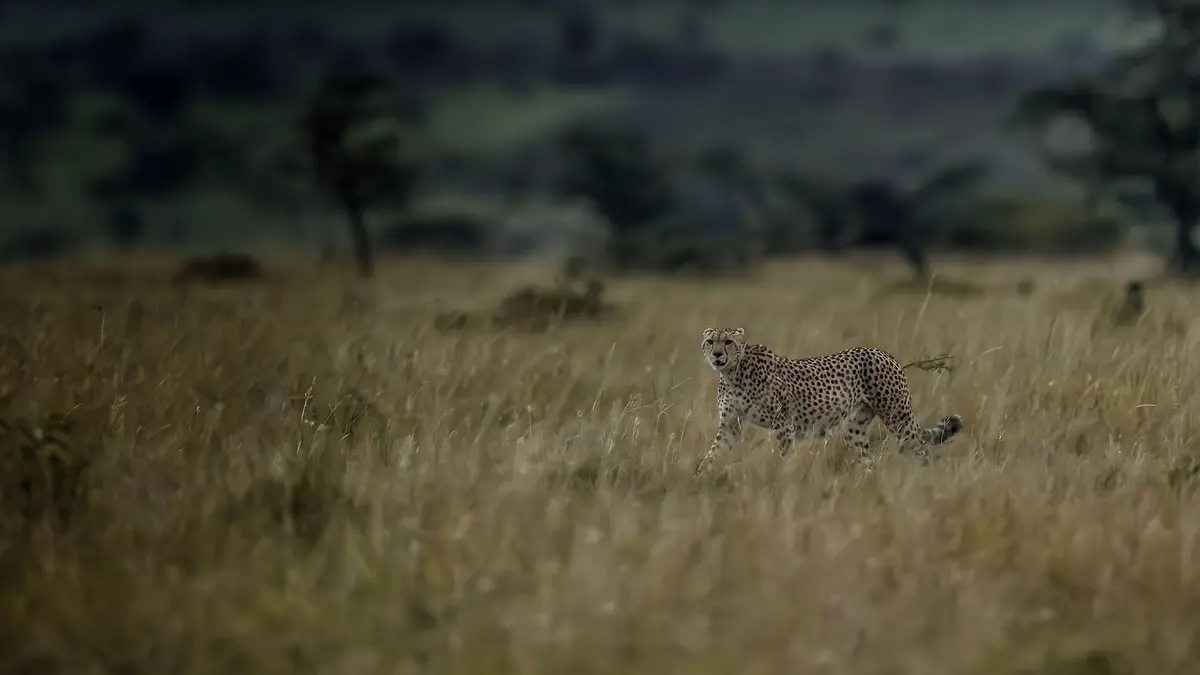 Serengeti Explorer