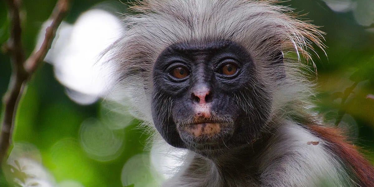 Chimpanzee Trekking — Mahale