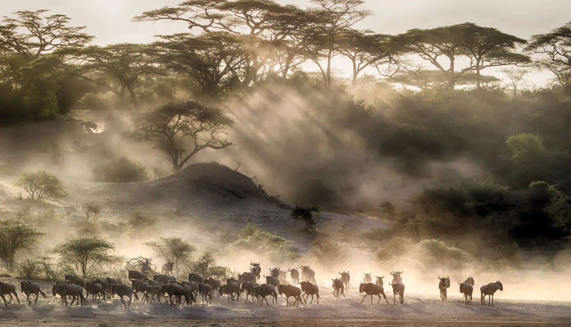 La Grande Migration