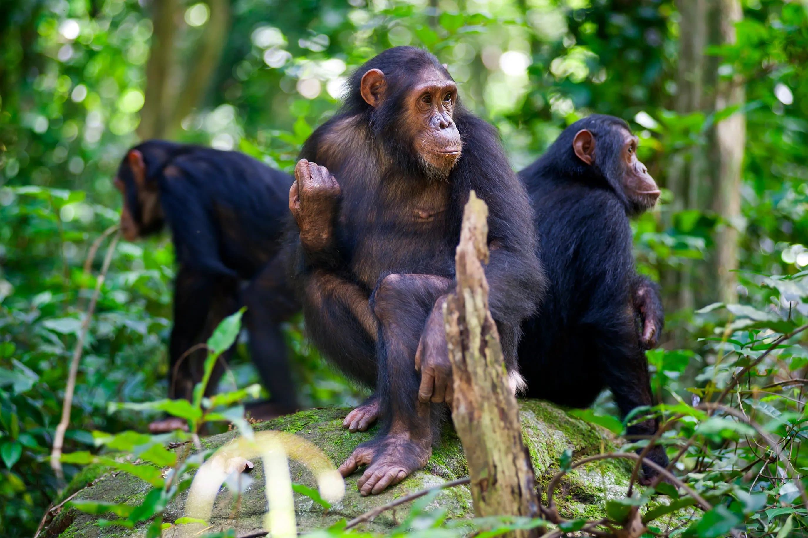 Gombe-Stream-Nationalpark
