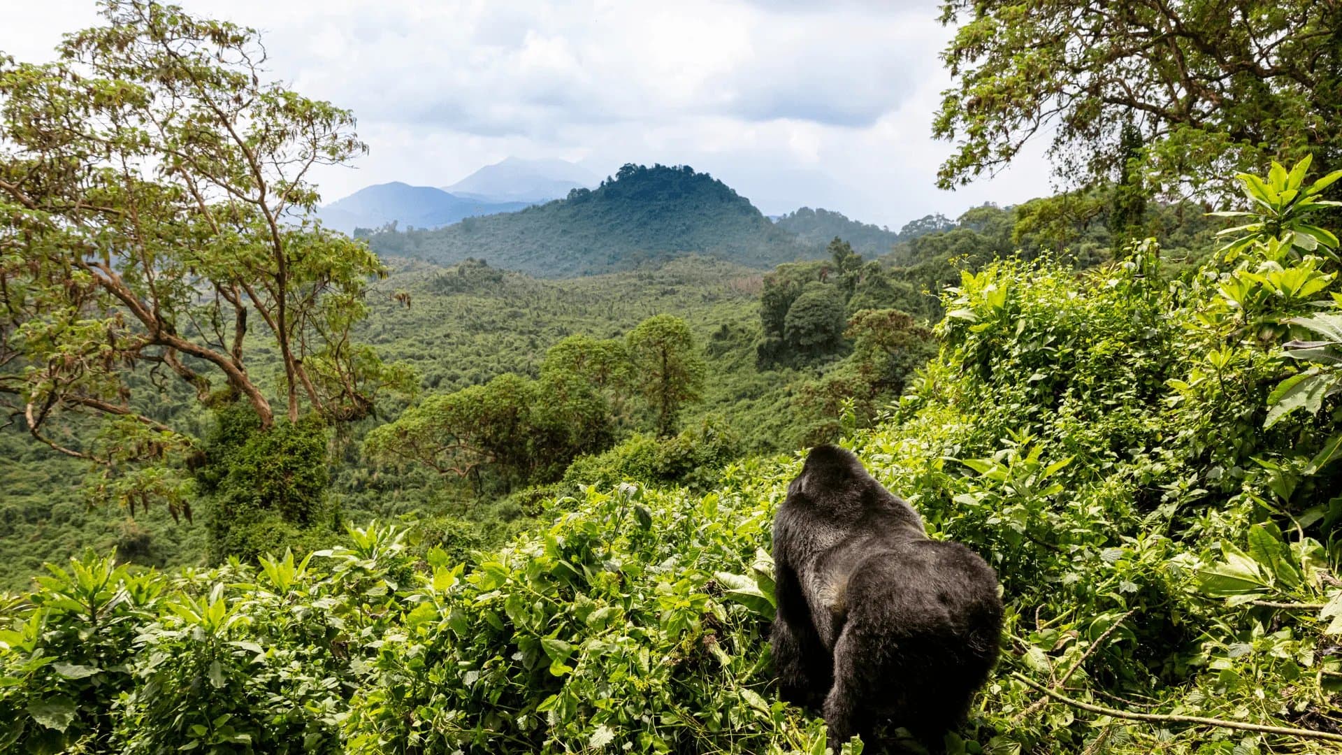 Gorilas de montaña — Ruanda