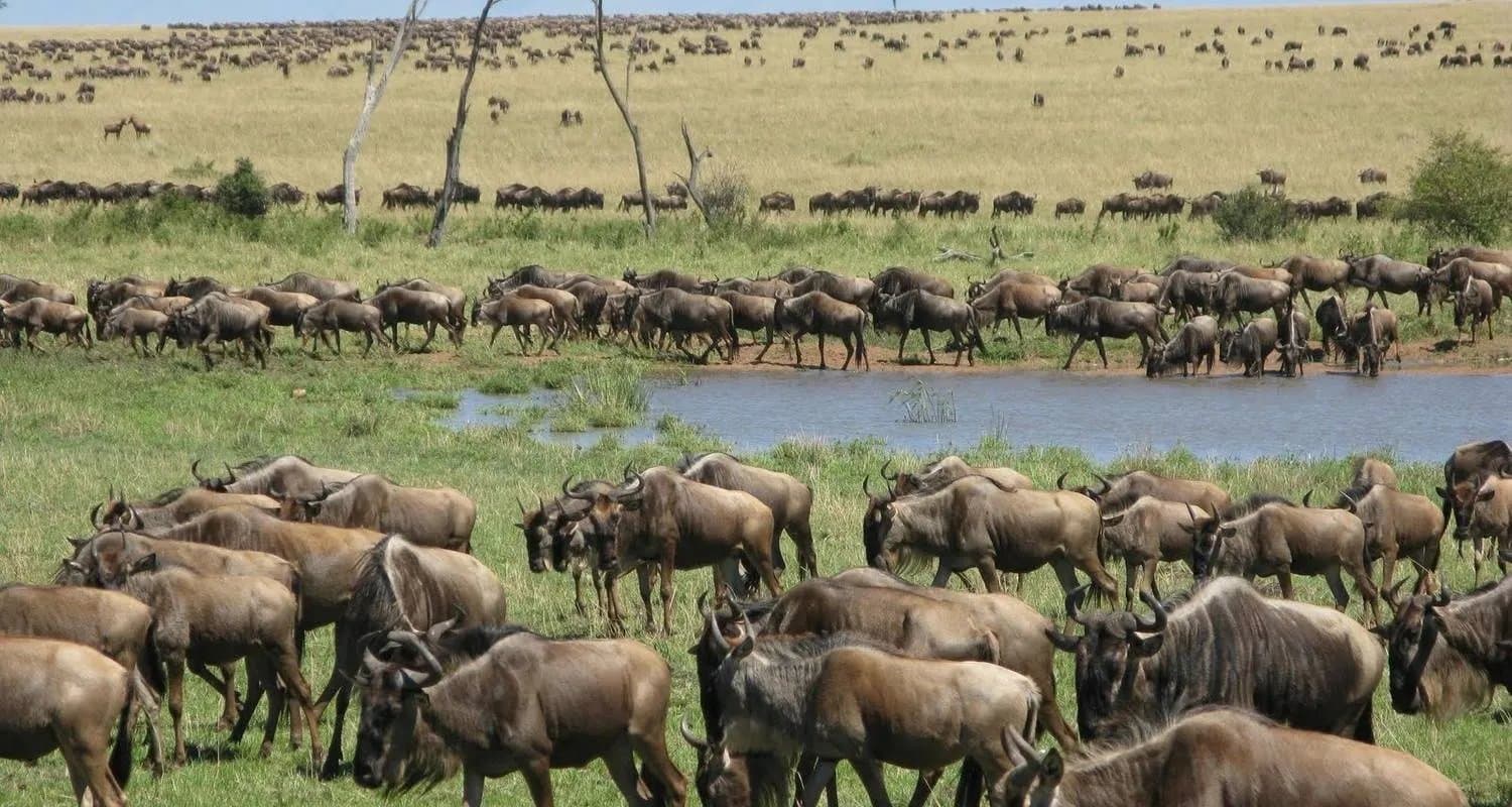 7 Days Flight Over Ndutu Migration