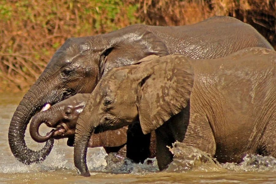 Walking Safari — Nyerere