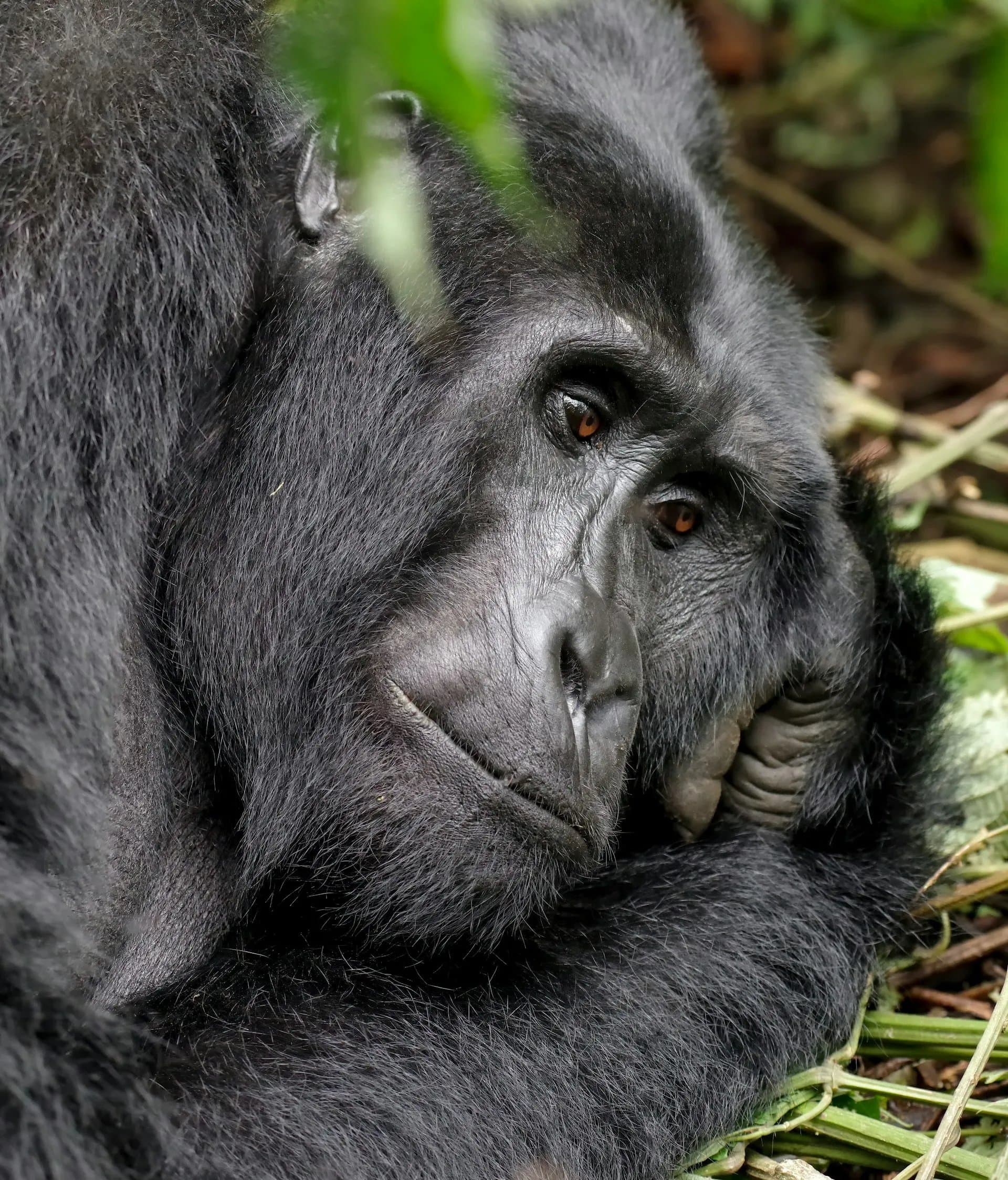 12 Días Ruanda, Tanzania y Zanzíbar