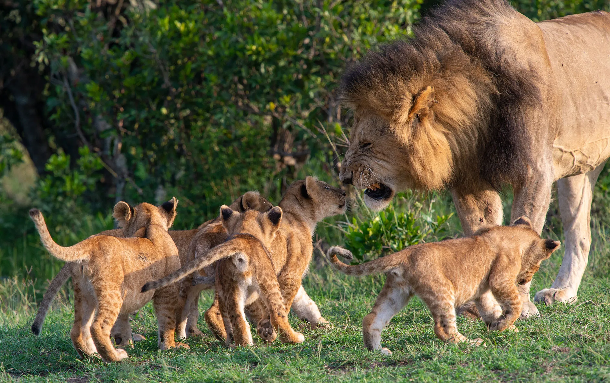 Serengeti Safari with Hadzabe Tribe
